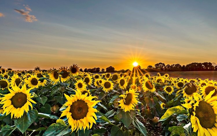 небо, цветы, солнце, поле, подсолнухи, желтые, the sky, flowers, the sun, field, sunflowers, yellow