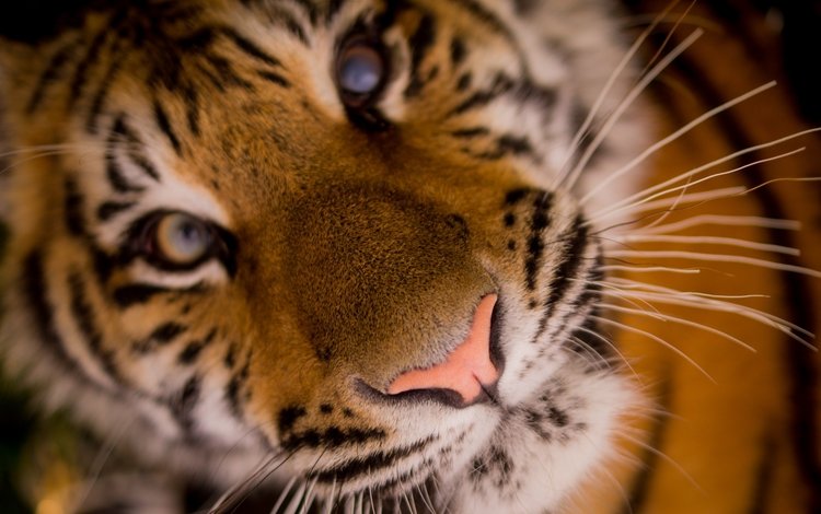 тигр, морда, крупным планом, tiger, face, closeup