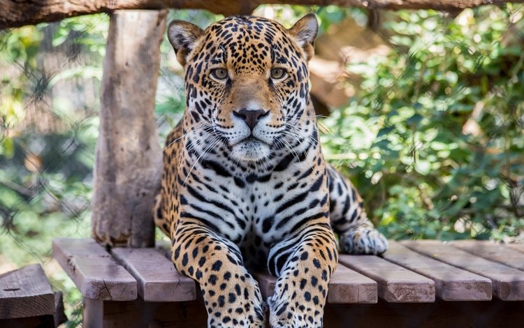 морда, лапы, взгляд, хищник, большая кошка, ягуар, face, paws, look, predator, big cat, jaguar