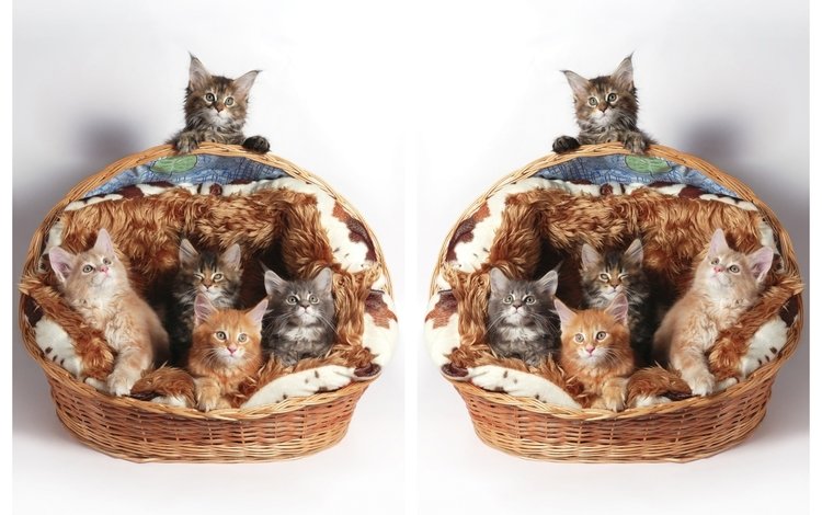 кошки, котята, корзинка, мейн-кун, cats, kittens, basket, maine coon