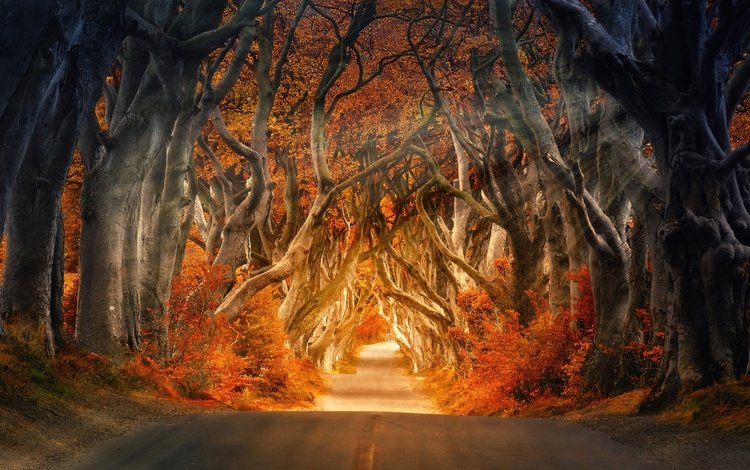 свет, путь, дорога, деревья, природа, лес, лучи, стволы, осень, light, the way, road, trees, nature, forest, rays, trunks, autumn