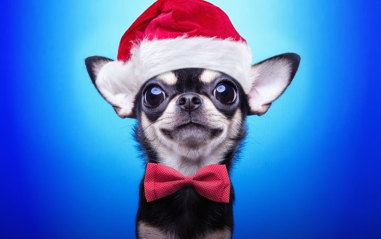 мордочка, взгляд, собака, щенок, рождество, чихуахуа, галстук-бабочка, колпак санты, muzzle, look, dog, puppy, christmas, chihuahua, bow tie