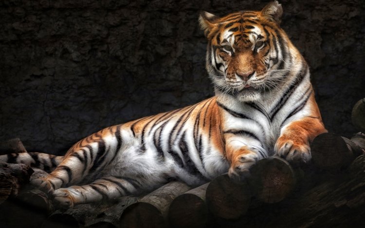 тигр, лежит, хищник, tiger, lies, predator