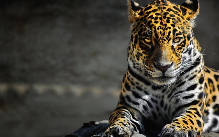 морда, лапы, взгляд, леопард, большая кошка, ягуар, дикая природа, face, paws, look, leopard, big cat, jaguar, wildlife