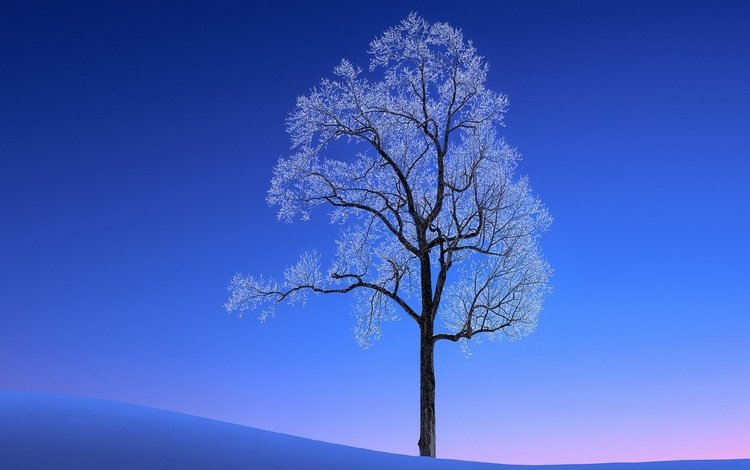 снег, дерево, зима, пейзаж, мороз, snow, tree, winter, landscape, frost