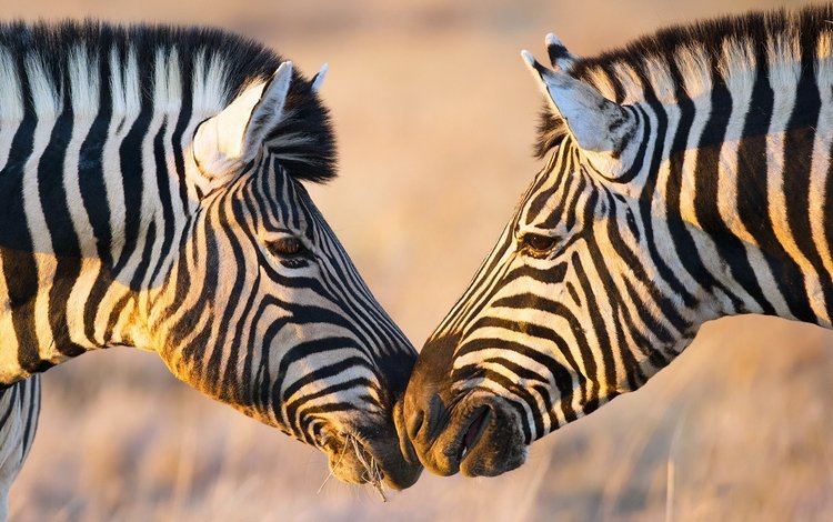 зебра, африка, зебры, zebra, africa