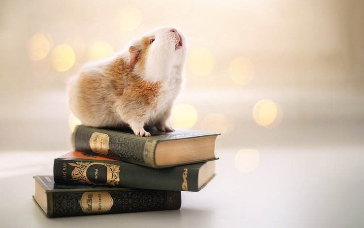 фон, книги, грызун, морская свинка, background, books, rodent, guinea pig