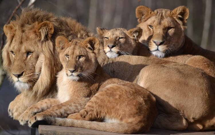 семья, лев, львица, зоопарк, детеныши, большой кот, сафари, family, leo, lioness, zoo, cubs, big cat, safari