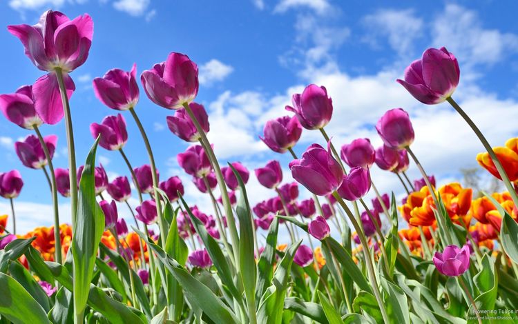 тюльпаны на фоне облаков., tulips on a background of clouds.