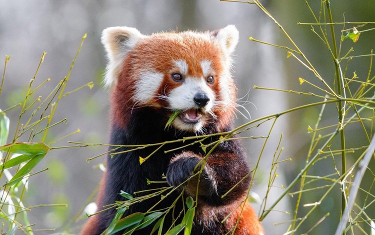 листья, малая панда, мордочка, ветки, взгляд, панда, бамбук, животное, красная панда, leaves, muzzle, branches, look, panda, bamboo, animal, red panda