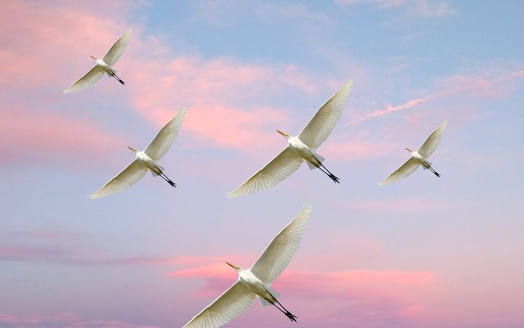 небо, полет, птицы, белая цапля, the sky, flight, birds, white egret