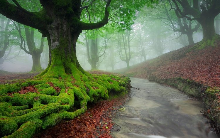 деревья, река, природа, лес, пейзаж, туман, мох, испания, trees, river, nature, forest, landscape, fog, moss, spain