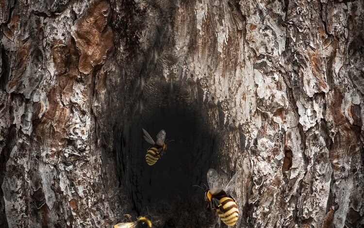 дерево, насекомое, пчела, шершень, дупло, улей, tree, insect, bee, hornet, the hollow, beehive