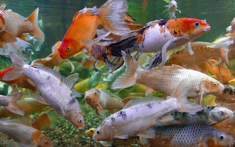 разноцветные, рыбы, под водой, много, японии, карпы кои, by brandonlord, colorful, fish, under water, a lot, japan