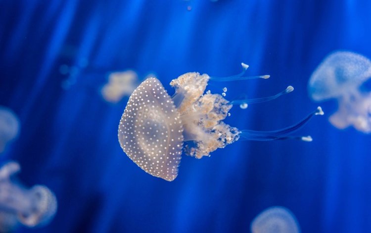 медуза, медузы, подводный мир, medusa, jellyfish, underwater world