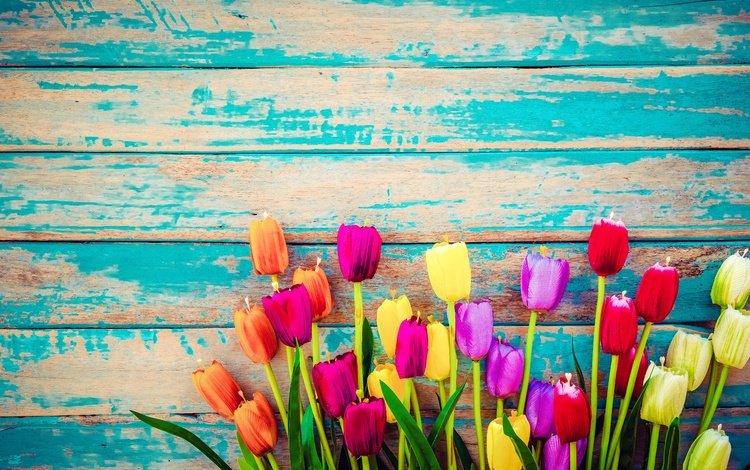 доски, тюльпаны, board, tulips