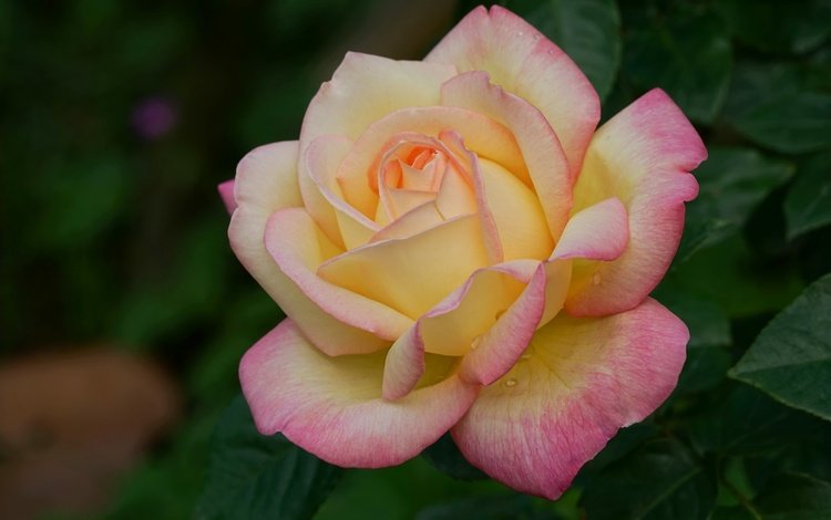 роза, лепестки, крупный план, rose, petals, close-up