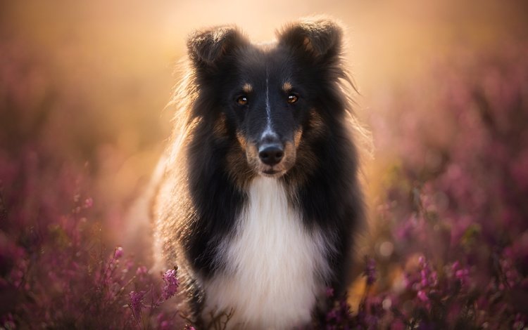 цветы, мордочка, взгляд, собака, друг, шелти, шетландская овчарка, flowers, muzzle, look, dog, each, sheltie, shetland sheepdog