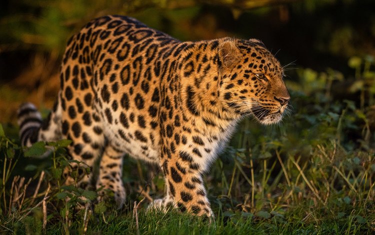 трава, леопард, дикая кошка, grass, leopard, wild cat