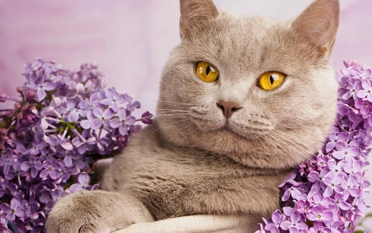 портрет, кот, кошка, сирень, британская короткошерстная, british cat in flowers, portrait, cat, lilac, british shorthair