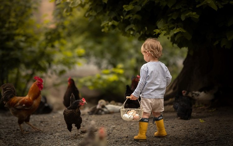 мальчик, яйца, боке, курицы, boy, eggs, bokeh, chicken