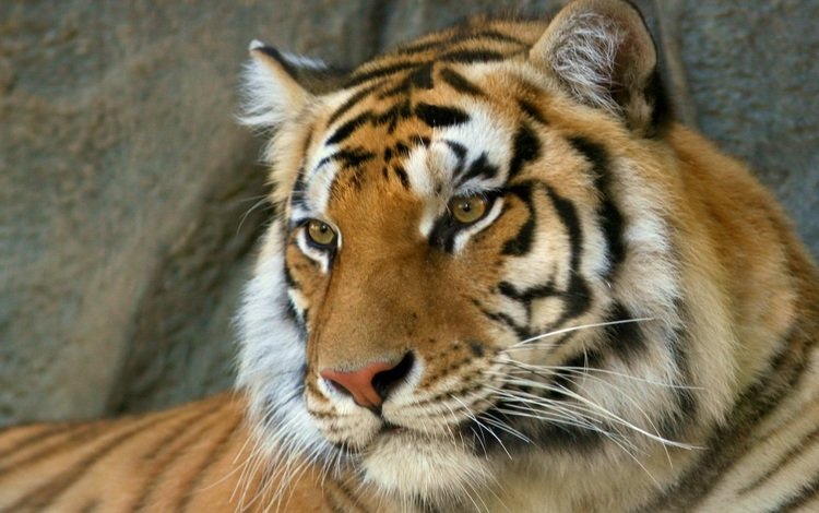 тигр, морда, взгляд, хищник, бенгальский тигр, tiger, face, look, predator, bengal tiger