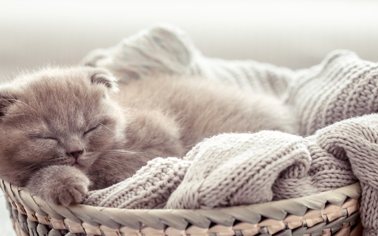 кот, котенок, спит, малыш, корзинка, шотландская вислоухая кошка, cat, kitty, sleeping, baby, basket, scottish fold cat