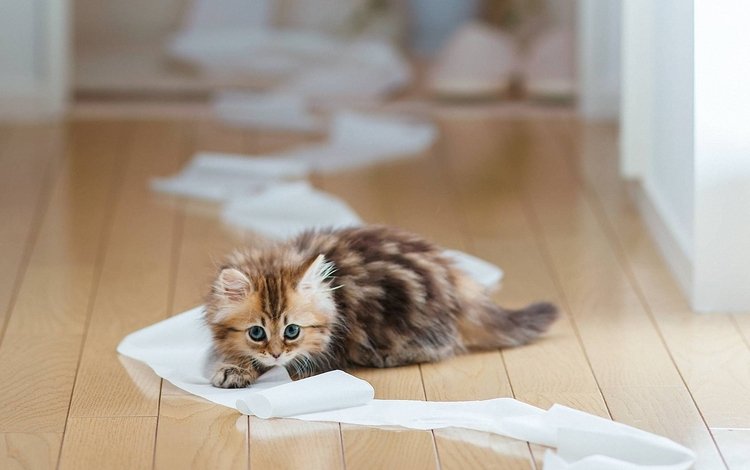 кошка, котенок, ben torode, дейзи, туалетная бумага, cat, kitty, daisy