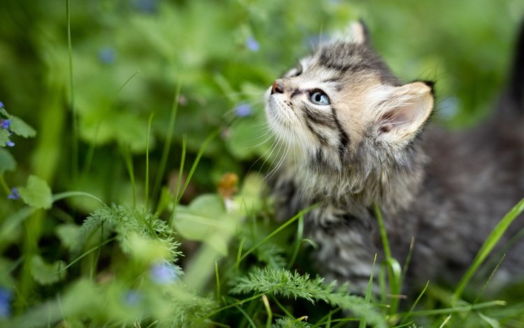 трава, природа, кот, лето, котенок, профиль, животное, детеныш, grass, nature, cat, summer, kitty, profile, animal, cub