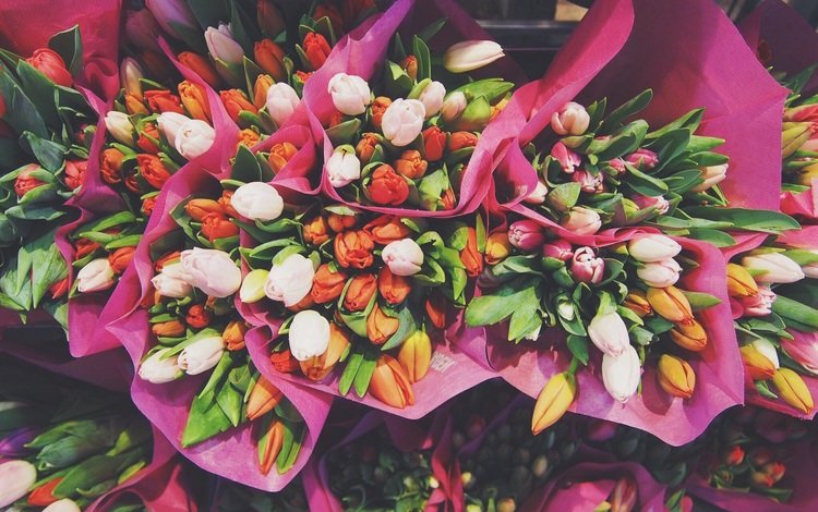 цветы, тюльпаны, букеты, flowers, tulips, bouquets