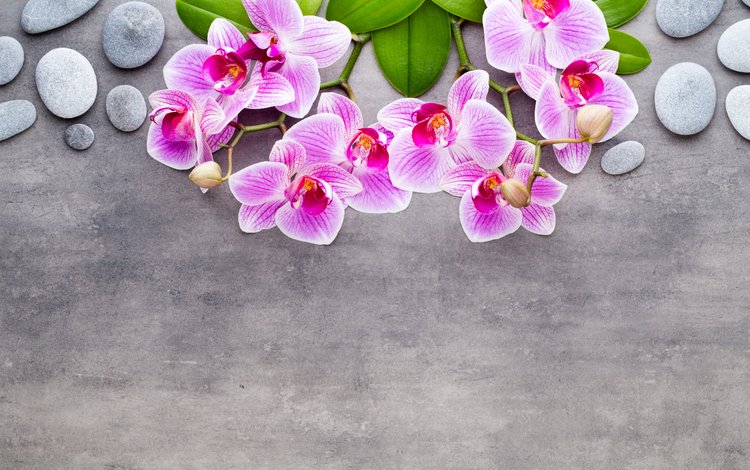 камни, серый фон, розовые цветы, орхидеи, stones, grey background, pink flowers, orchids