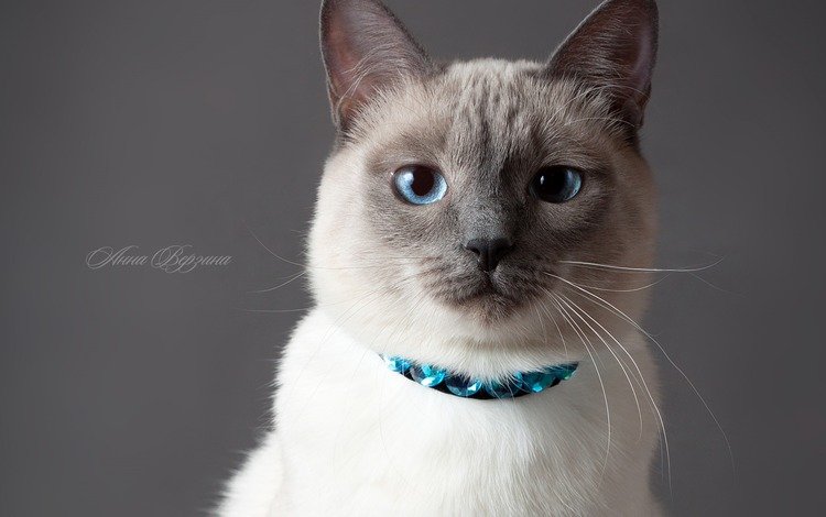 глаза, кот, кошка, серый фон, тайский кот, тайская кошка, eyes, cat, grey background