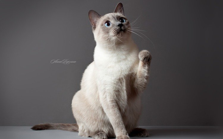 глаза, обои, кот, кошка, серый фон, тайский кот, тайская кошка, eyes, wallpaper, cat, grey background