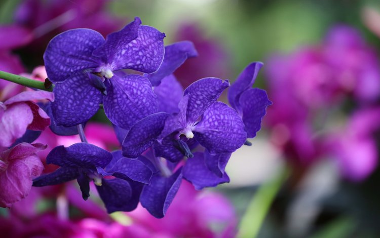 цветы, синие, экзотика, орхидеи, flowers, blue, exotic, orchids