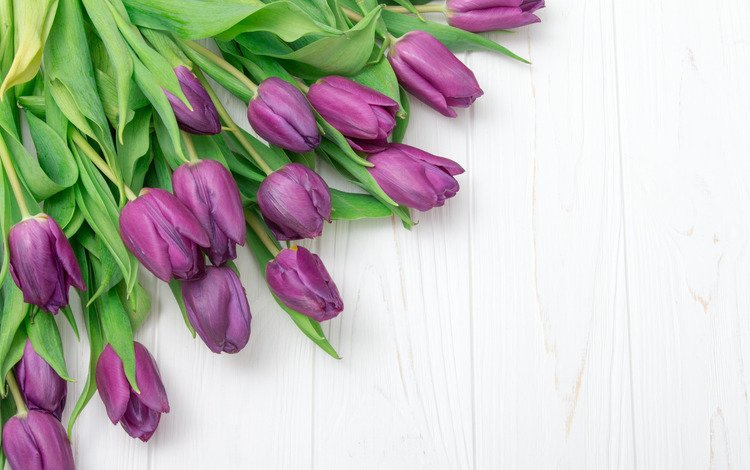тюльпаны, tulips