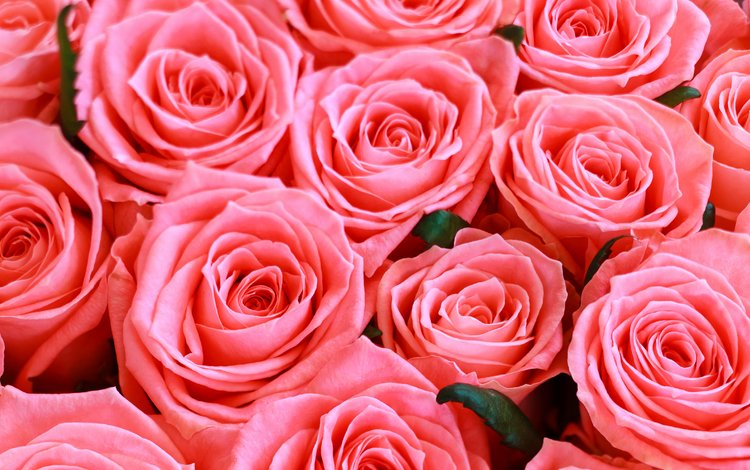 цветы, розы, розовые, flowers, roses, pink