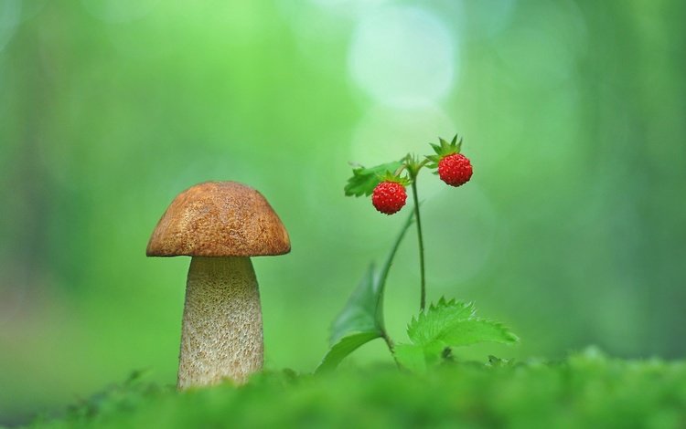 природа, макро, размытость, гриб, земляника, nature, macro, blur, mushroom, strawberries