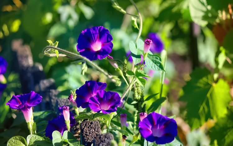 цветы, фиолетовый, вьюнок, ипомея, цветы скачено: 0, flowers, purple, bindweed, morning glory
