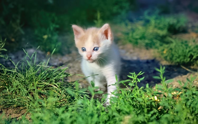 трава, кот, мордочка, кошка, взгляд, котенок, grass, cat, muzzle, look, kitty