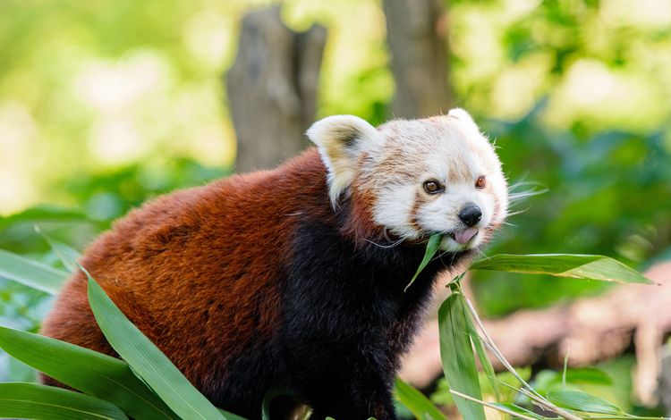 мордочка, взгляд, панда, язык, красная панда, малая панда, muzzle, look, panda, language, red panda