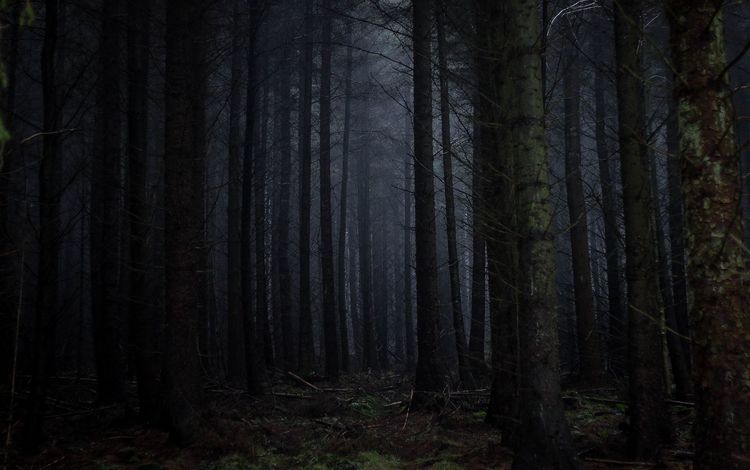 деревья, природа, лес, туман, стволы, темнота, trees, nature, forest, fog, trunks, darkness