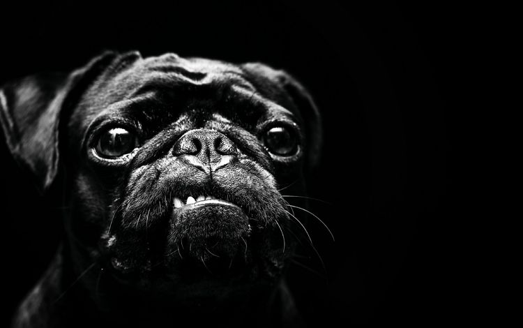 чёрно-белое, собака, мопс, black and white, dog, pug