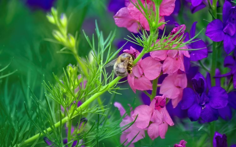 насекомое, цветок, стебель, пчела, дельфиниум, insect, flower, stem, bee, delphinium