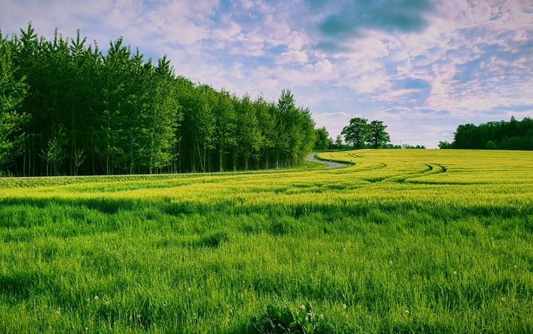 трава, природа, лес, поле, grass, nature, forest, field