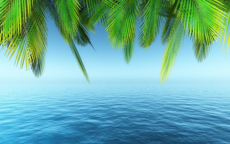 море, лето, пальма, тропики, sea, summer, palma, tropics