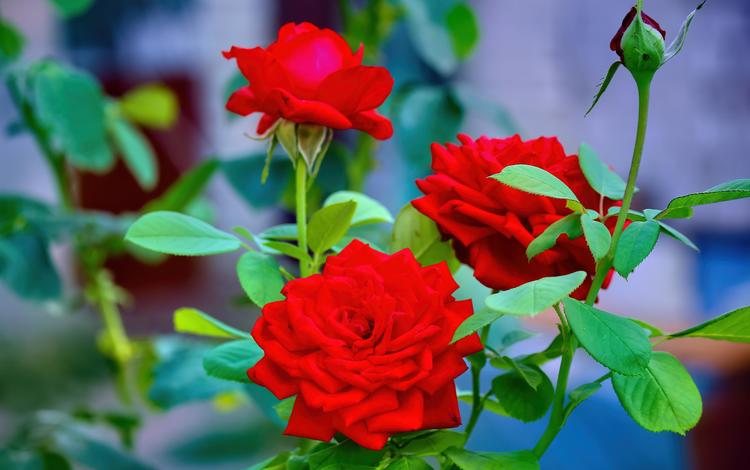 цветы, розы, красные, flowers, roses, red