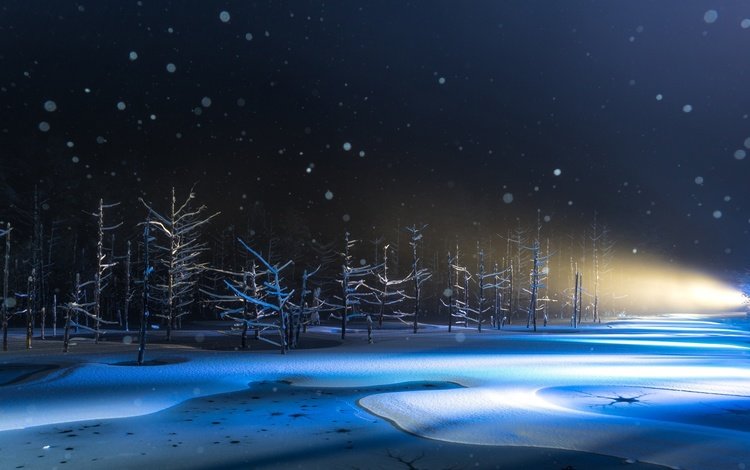 свет, деревья, снег, природа, япония, light, trees, snow, nature, japan