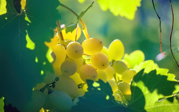природа, макро, виноград, лоза, nature, macro, grapes, vine