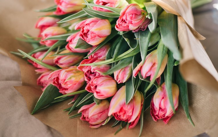 цветы, бутоны, лепестки, букет, тюльпаны, розовые, flowers, buds, petals, bouquet, tulips, pink