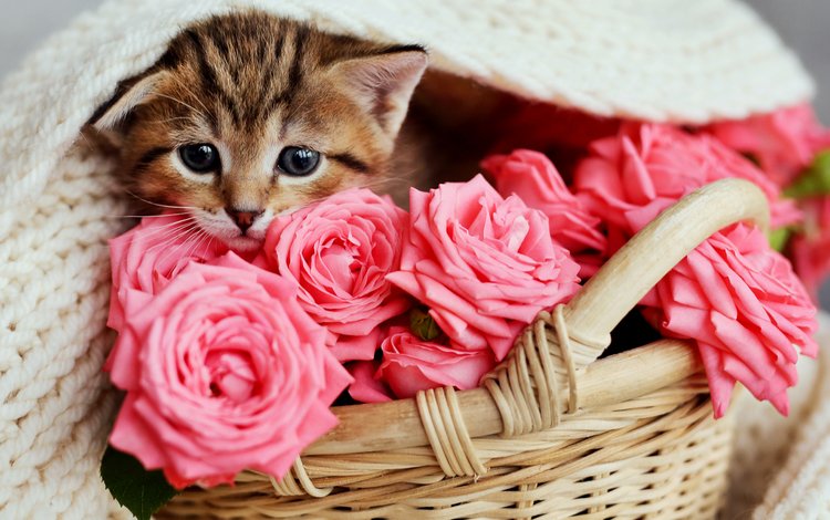 кот, розы, кошка, котенок, розовые, малыш, корзинка, cat, roses, kitty, pink, baby, basket